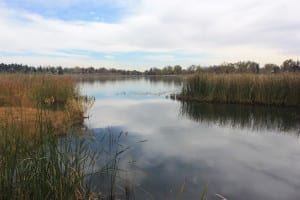 Berkeley Park Lake Marshes