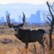 Rocky Mountain Arsenal Wildlife Refuge