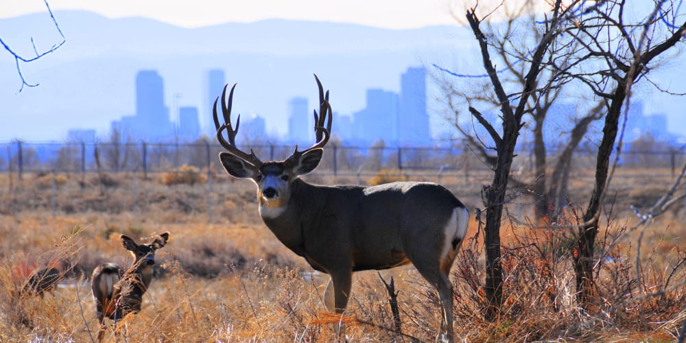 Rocky Mountain Arsenal Wildlife Refuge