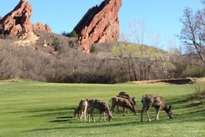 Arrowhead Golf Club Deer