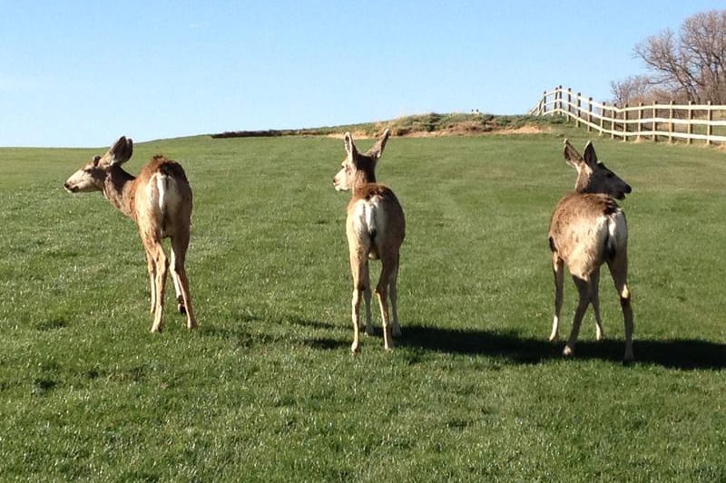 Arrowhead Golf Club Deer