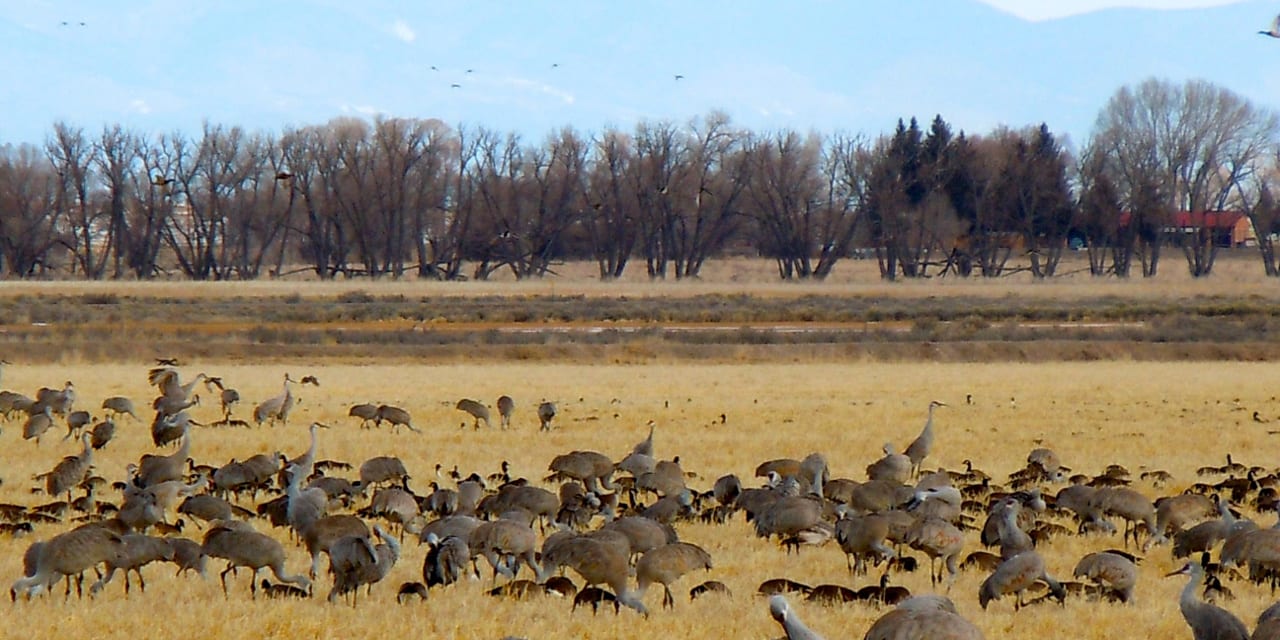 Monte Vista Crane Festival