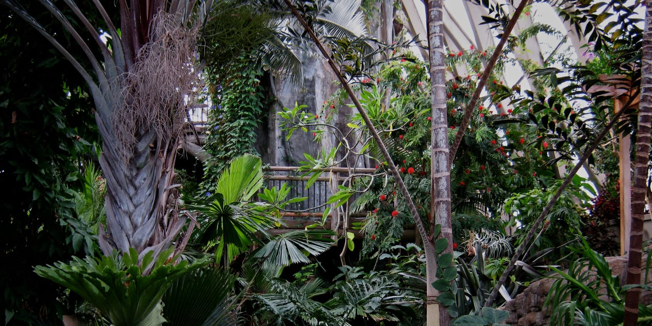 Denver Botanic Gardens Tropical Dome