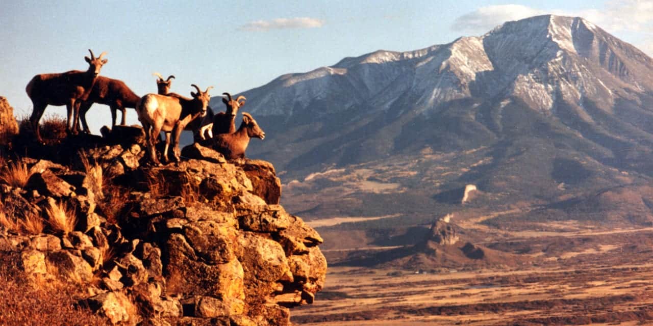 Bighorn Sheep West Spanish Peak Huerfano County Colorado