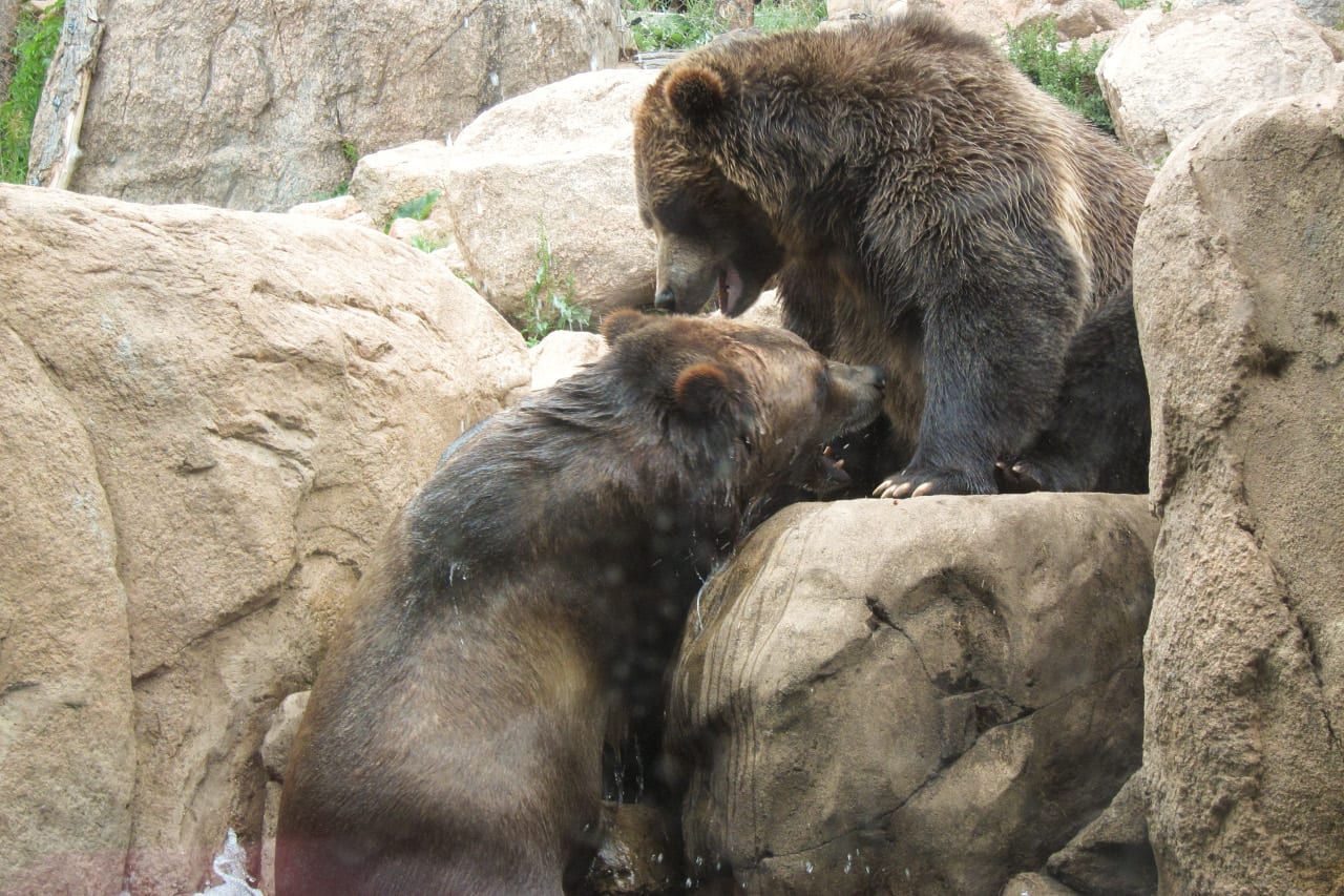 Cheyenne Mountain Zoo Grizzly Bears