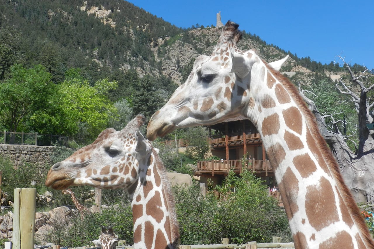 Cheyenne Mountain Zoo Giraffes