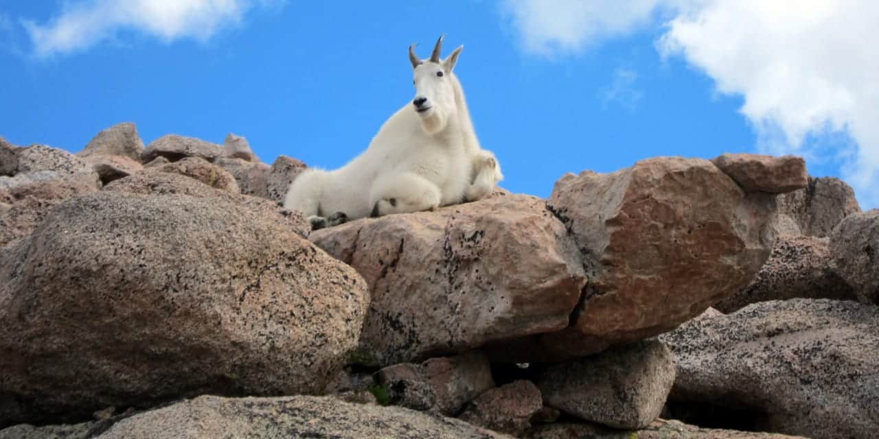 Mount Evans Colorado Mountain Goat