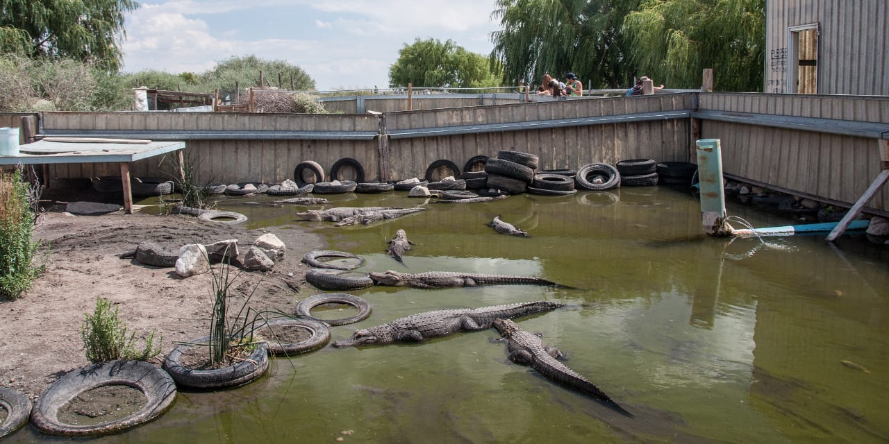 Colorado Gator Farm