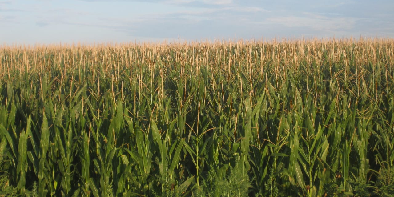 Cornfields Prowers County Colorado