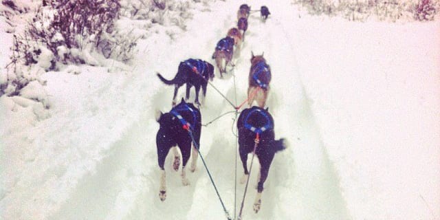 Durango Dog Ranch Purgatory