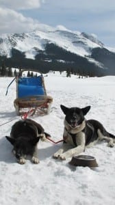 Durango Dog Ranch Sled