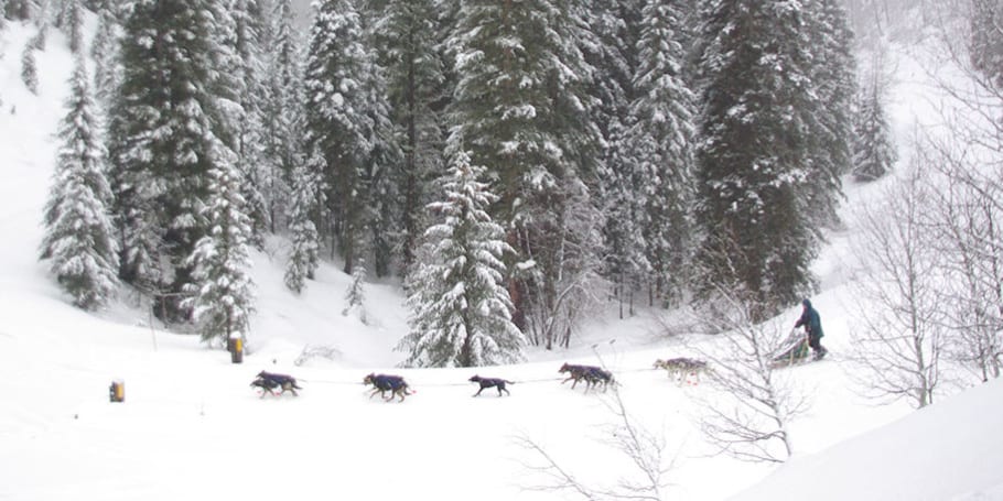 Durango Dog Ranch Sled Tour