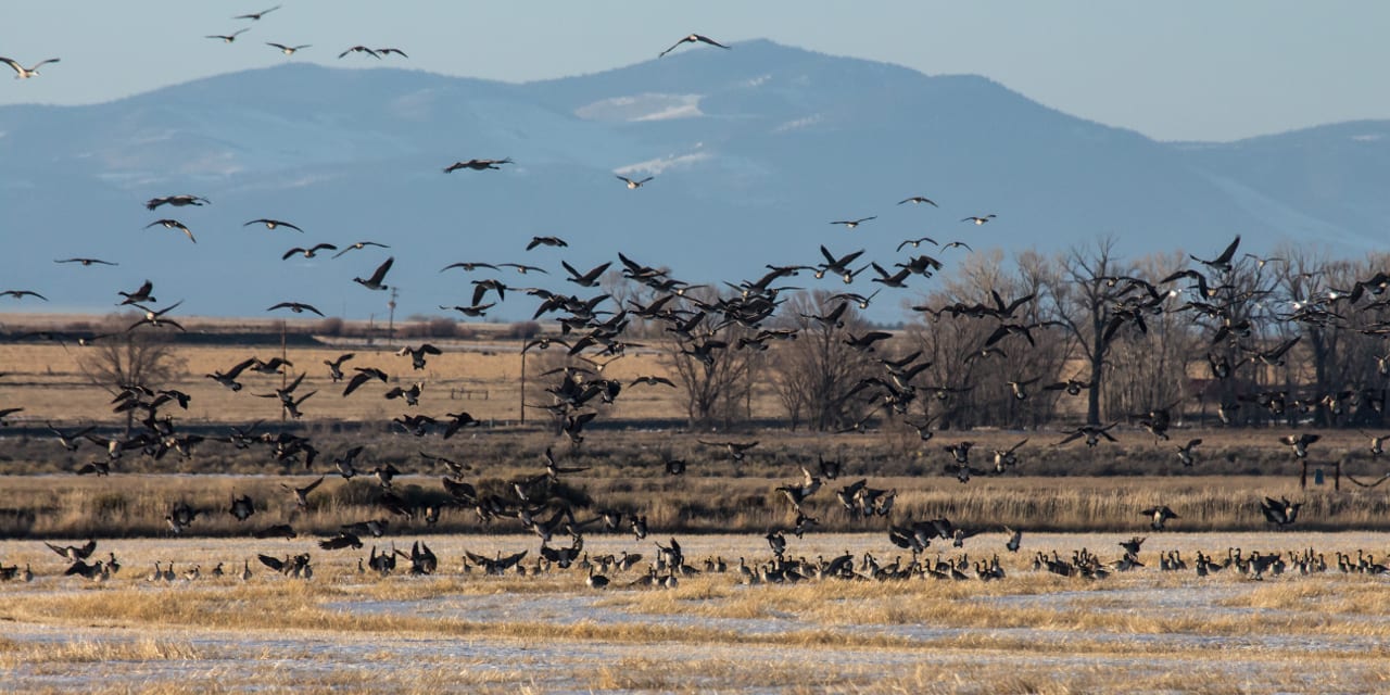 Monte Vista National Wildlife Refuge Cranes Geese