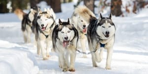 Good Times Adventures Dog Sledding