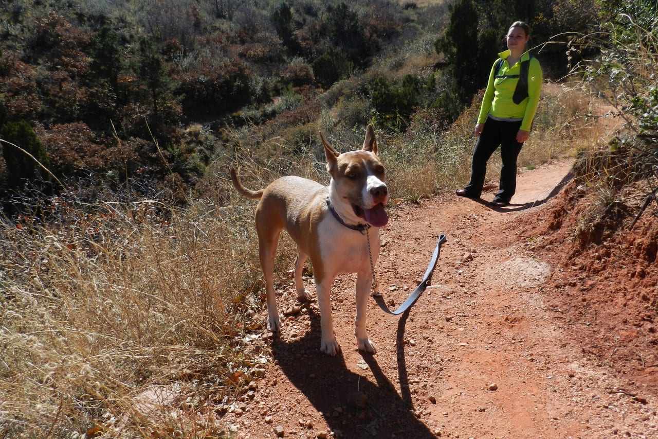 Red Rock Canyon Trail Dog