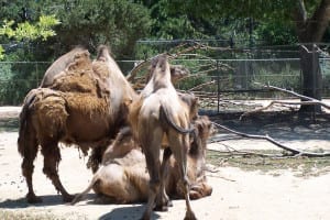 Denver Zoo Camels