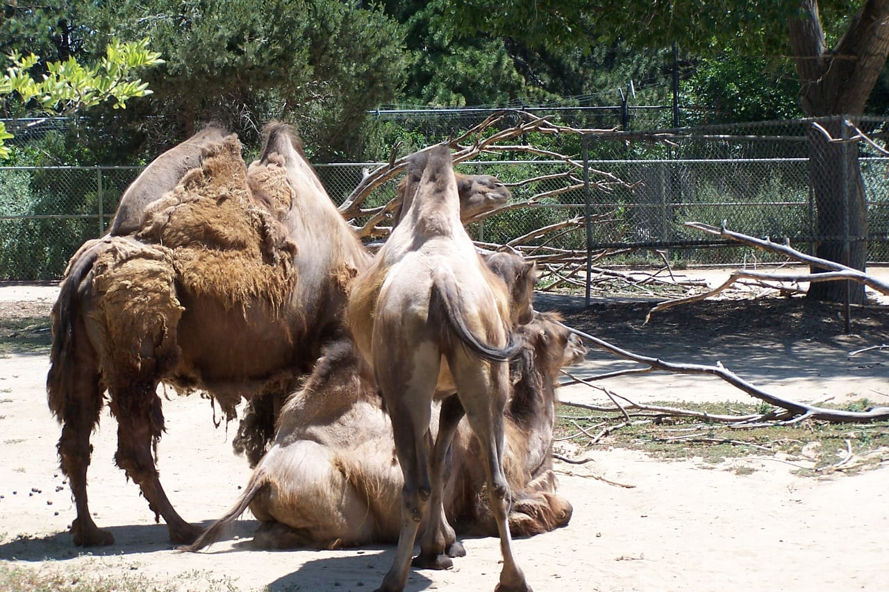 Denver Zoo Camels