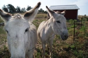 Western Museum Mining Industry Donkeys