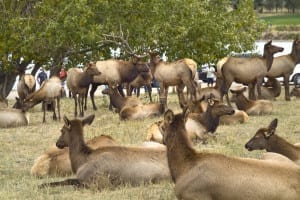 Estes Park Colorado Elk Herd