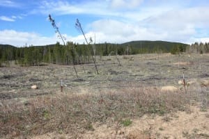 West Magnolia Nederland Colorado Roosevelt Camping