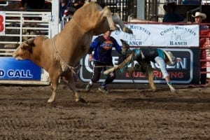 Steamboat Springs Rodeo Bull Rider