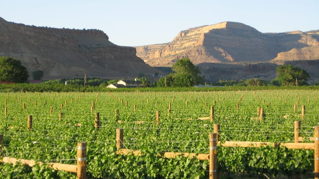 Bookcliff VIneyards Palisade Colorado