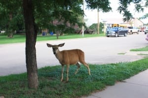 La Veta CO Whitetail Deer