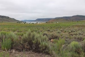 Blue Mesa Reservoir Prairie