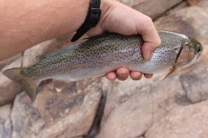 Blue Mesa Reservoir Fishing Rainbow Trout