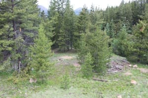 Boreas Pass Dispersed Campsite