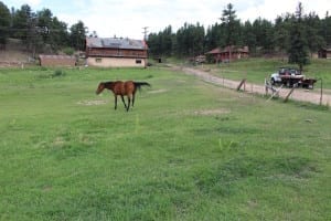 Bailey CO Horse