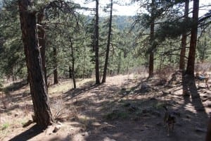 Elk Meadow Dog Park Evergreen