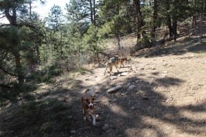 Elk Meadow Dog Park