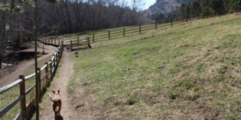 Elk Meadow Dog Park Evergreen Colorado