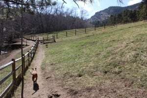 Elk Meadow Dog Park Fenced-In Trail