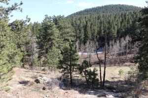 Elk Meadow Dog Park Overlook