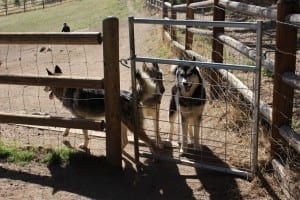 Evergreen Dog Park Huskies