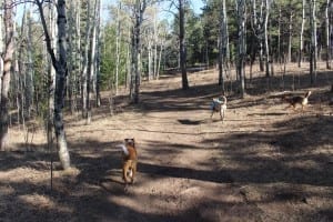 Elk Meadow Park Off-Leash Area Trail