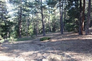 Evergreen Dog Park Off-Leash Forest