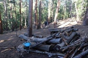 Elk Meadow Dog Park Forest Shack