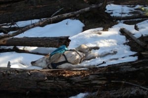 Evergreen Dog Park Snow