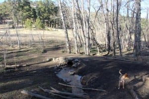 Elk Meadow Dog Park Evergreen Creek Bridge