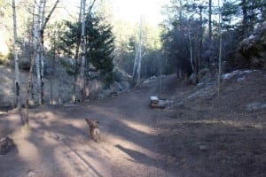 Elk Meadow Dog Park Evergreen Trail