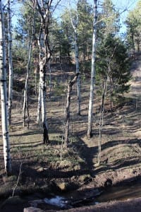 Elk Meadow Dog Park Evergreen Aspens