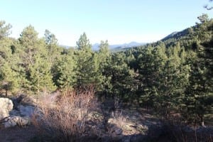 Elk Meadow Dog Park Evergreen Mountains