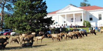 Elk Fest Estes Park CO