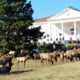 Elk Fest Estes Park CO