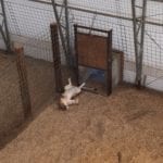 Wild Animal Sanctuary Keenesburg Cat Resting