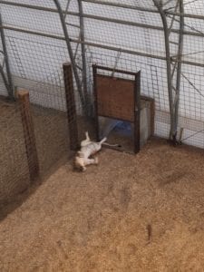 Wild Animal Sanctuary Keenesburg Cat Resting