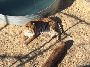 Wild Animal Sanctuary Keenesburg Tiger